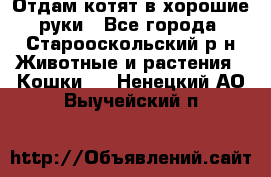 Отдам котят в хорошие руки - Все города, Старооскольский р-н Животные и растения » Кошки   . Ненецкий АО,Выучейский п.